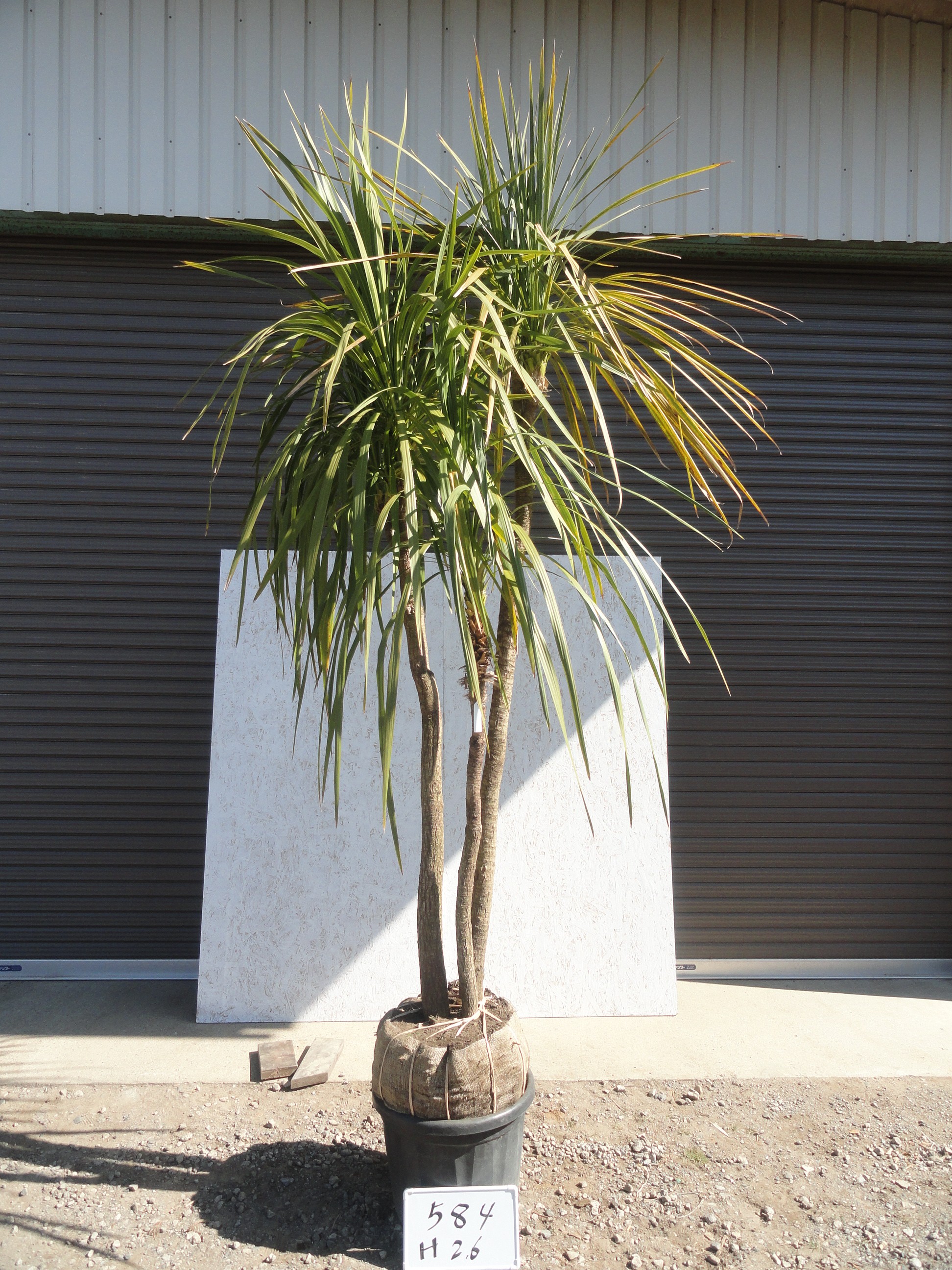 ニオイシュロラン ドラセナ 引き取り限定 茨城県 ニオイシュロラン