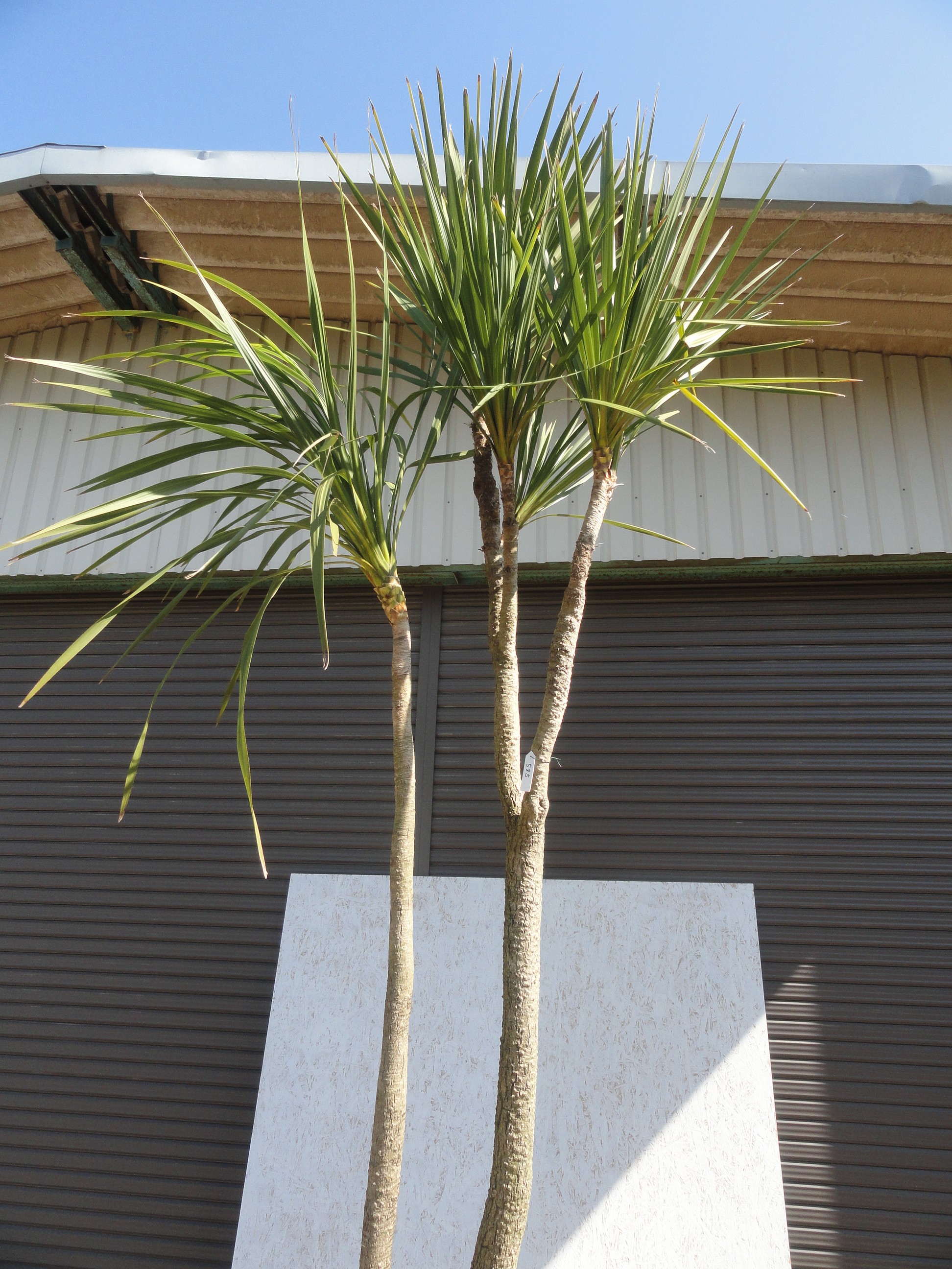 ドラセナ(ニオイシュロラン) 入荷情報 585 | 松樹園緑化