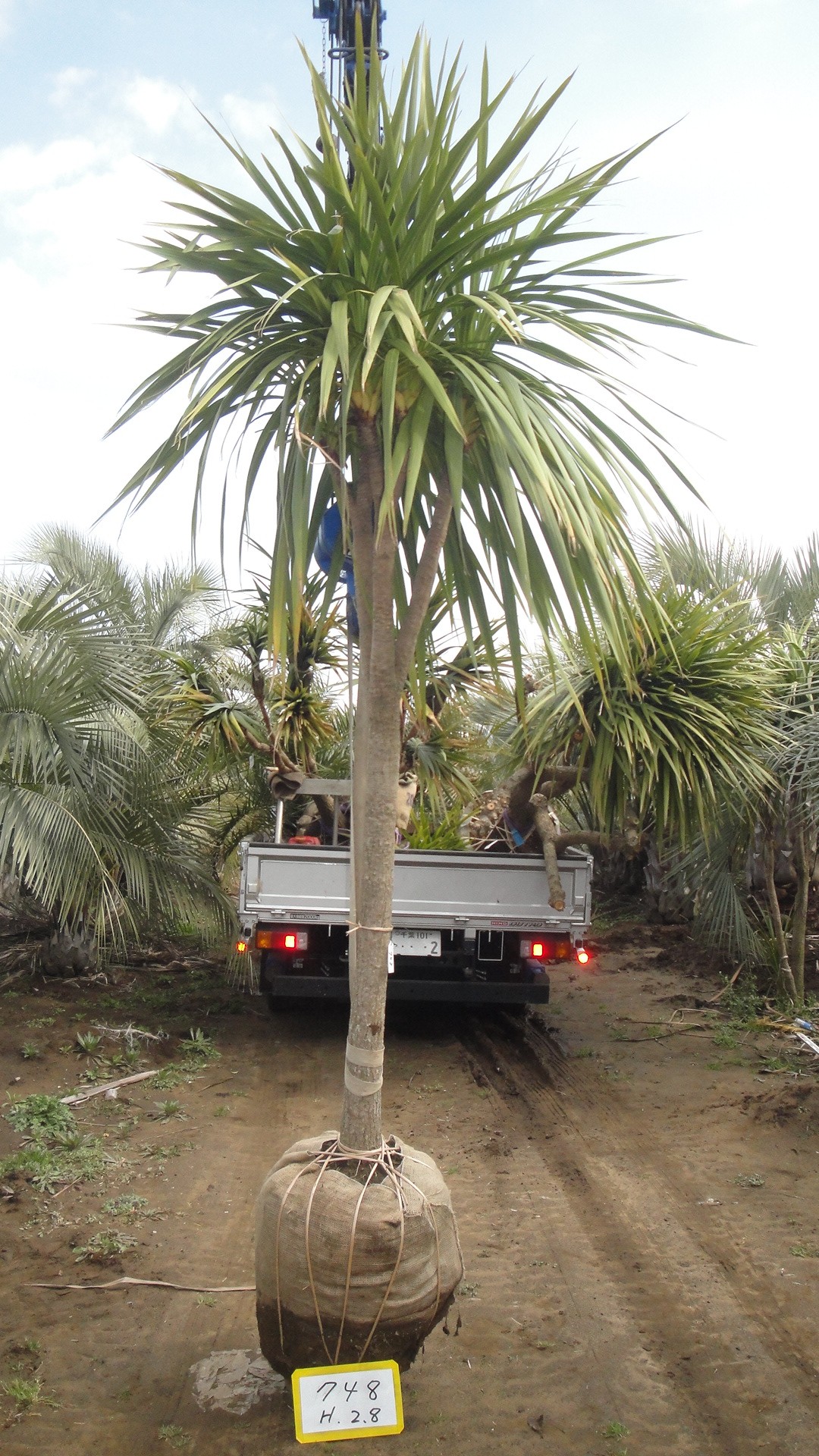 ドラセナ(ニオイシュロラン) 入荷情報 748 | 松樹園緑化