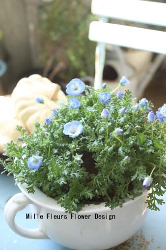 ネモフィラ: フラワーアレンジメント・Floral Comfort