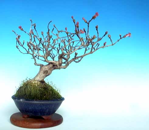 mini-bonsai