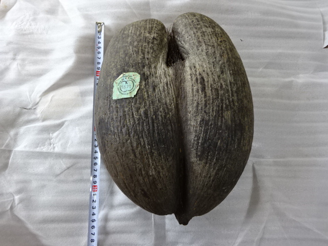 オオミヤシ（フタゴヤシ（世界で一番大きい種子）） | みずほ造園-公式