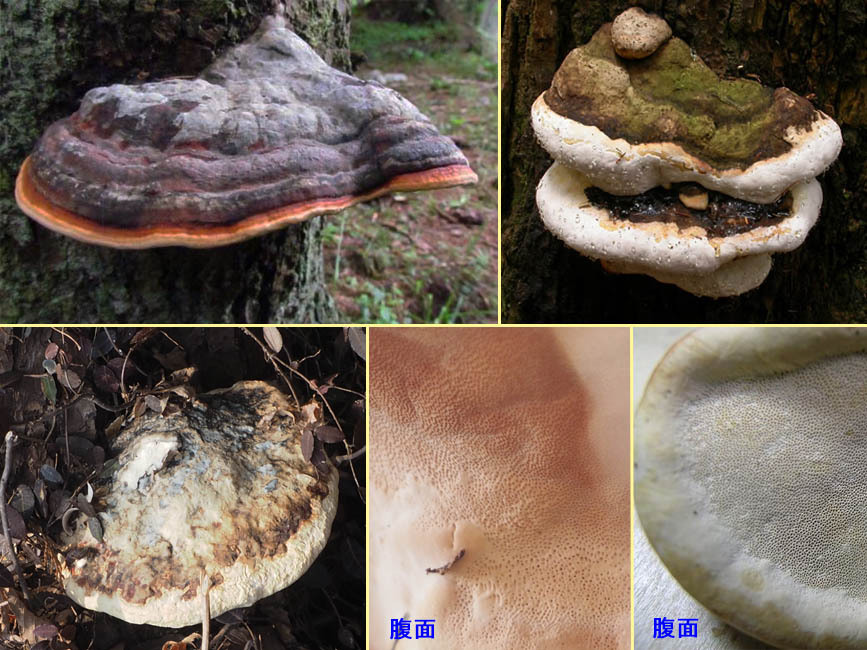 野山の草花・木々の花」植物検索図鑑 | ツガサルノコシカケ