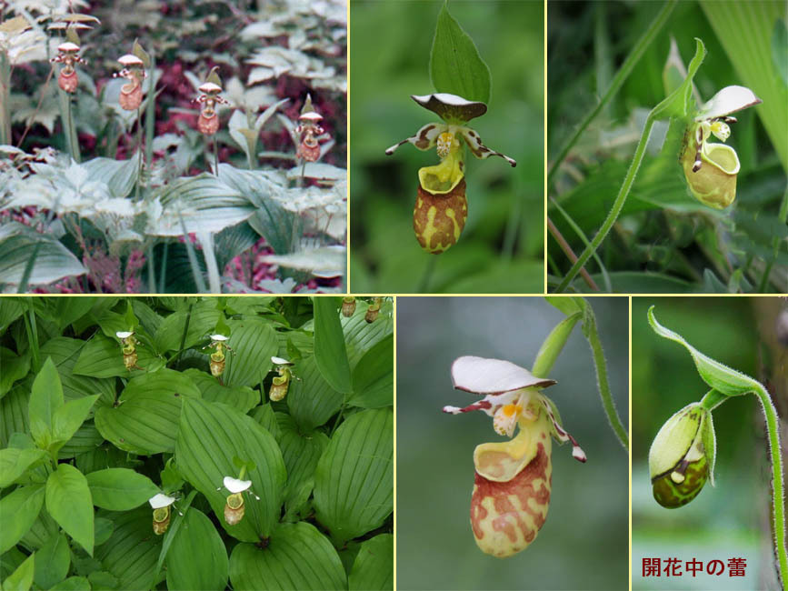 野山の草花・木々の花」植物検索図鑑 | キバナノアツモリソウ