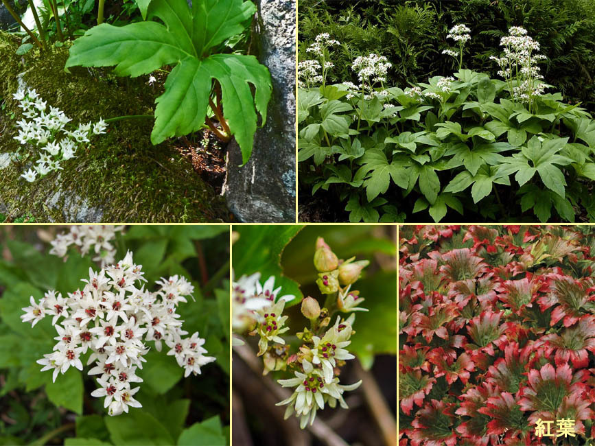 野山の草花・木々の花」植物検索図鑑 | イワヤツデ