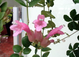 エスキナンサス 'タイピンク'