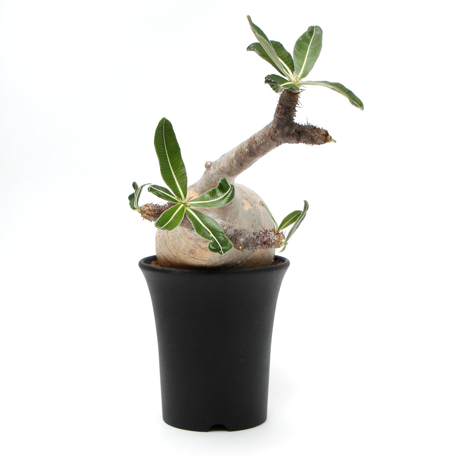 Pachypodium】パキポディウム・グラキリス(象牙宮) – AT.1011