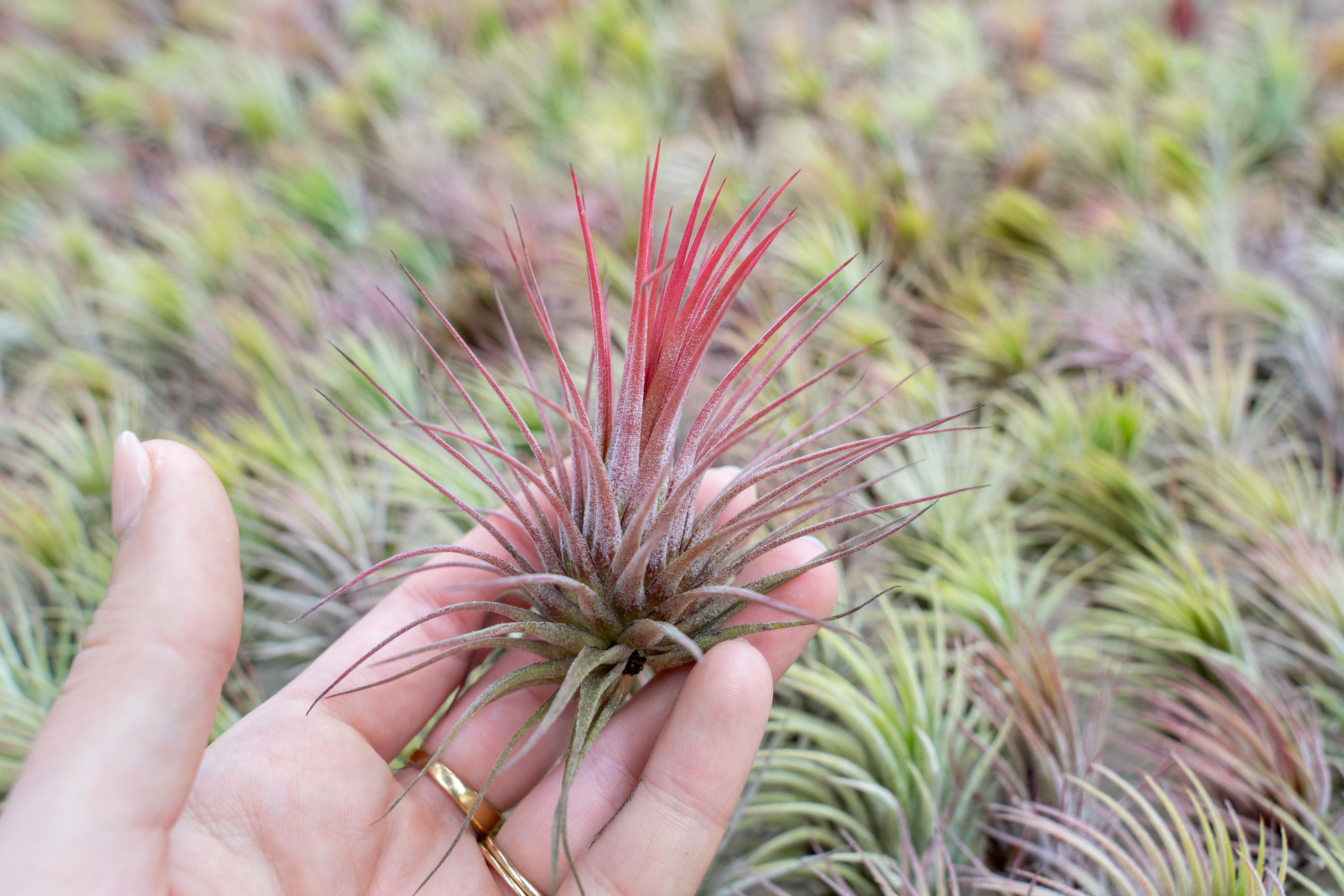 T. ionantha 'Medio-Picta' T'S TROPICALS 