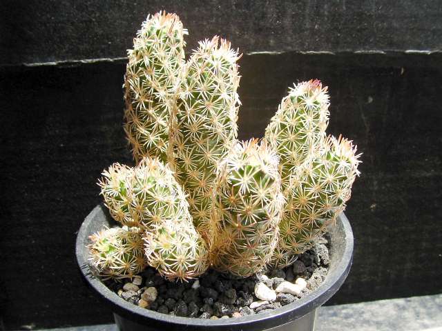 エスコバリア ミニマ(Escobaria minima)写真 多肉植物データベース