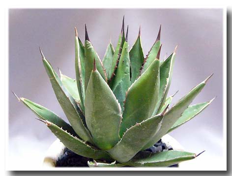 アガベ アリゾニカ(Agave arizonica) 多肉植物データベース