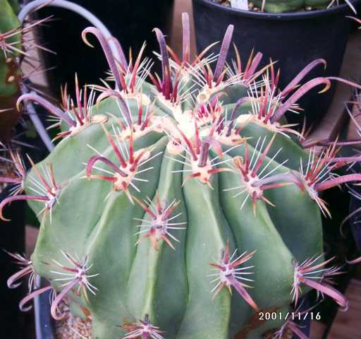 フェロカクタス 半島玉(Ferocactus peninsulae) 多肉植物データベース