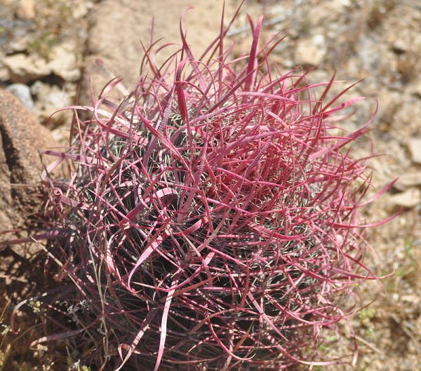 フェロカクタス 刈穂玉(Ferocactus gracilis) 多肉植物データベース
