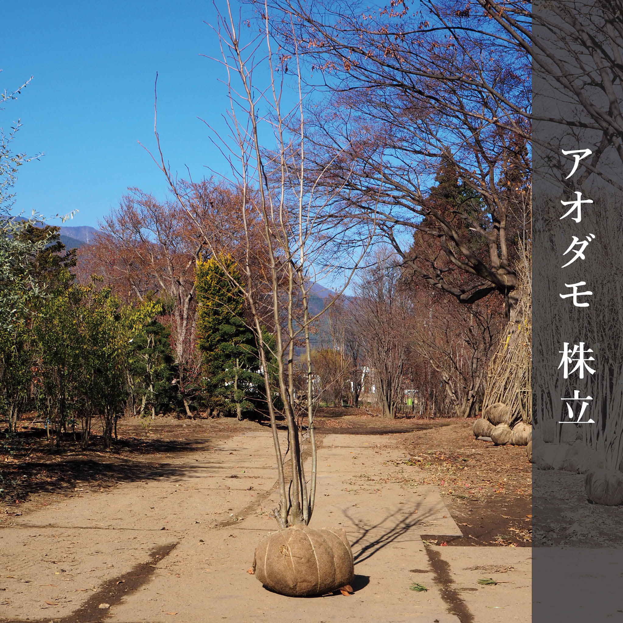 アオダモ（株立） 2m – 安藤苗圃