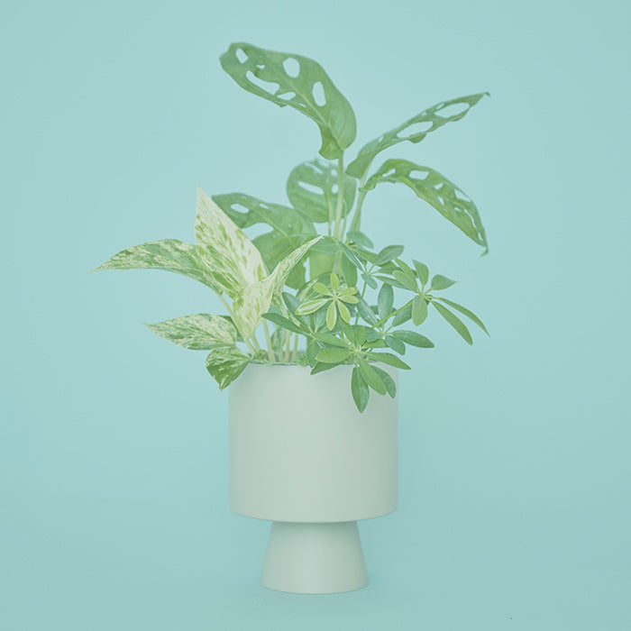 Zack（マドカズラ、ポトス・マーブルクィーン、シェフレラ）｜土を使わ