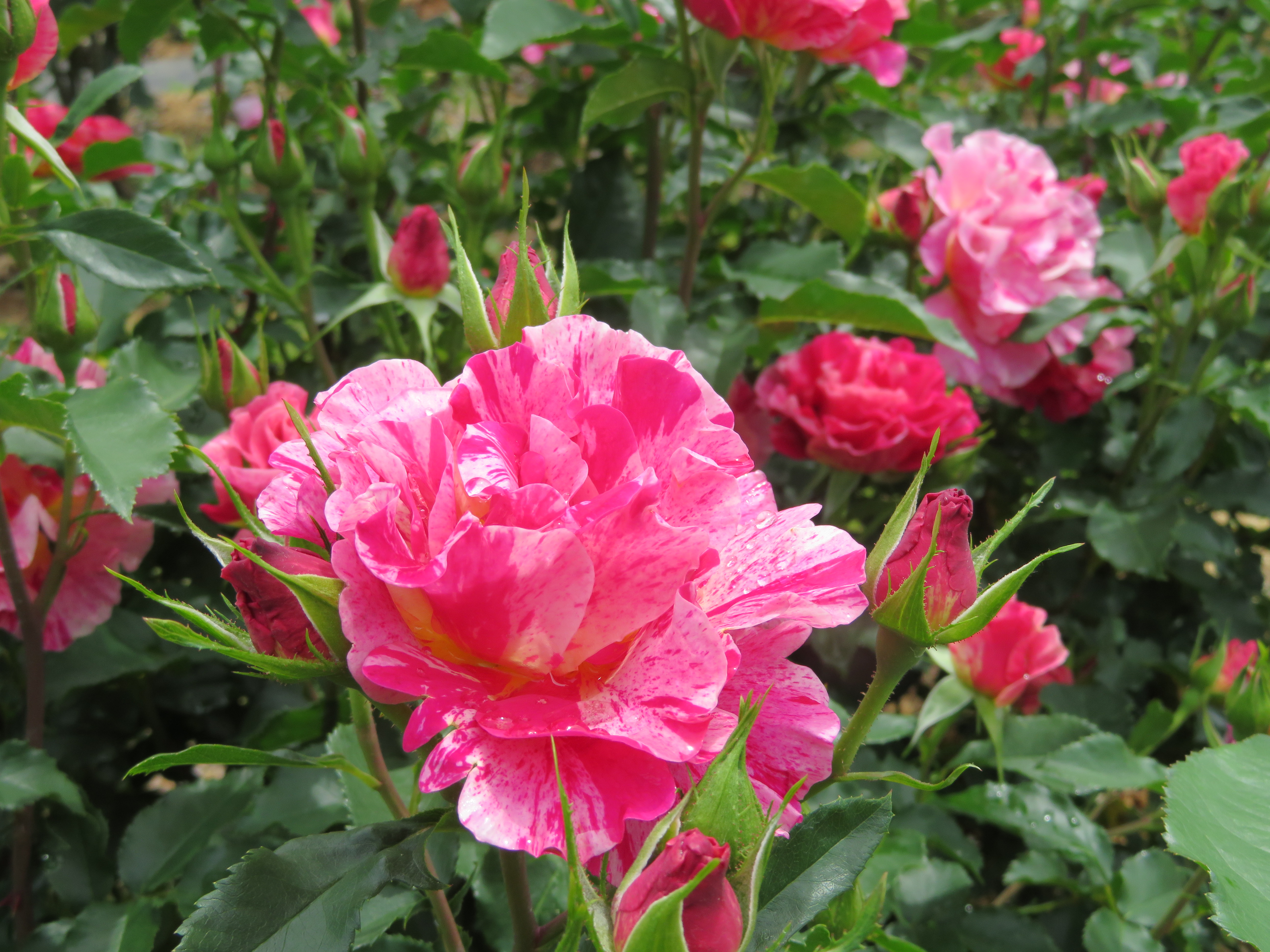 5/29 薔薇を際立たせるたくさんの花とモニュメント🎵 | 佐藤梨園の