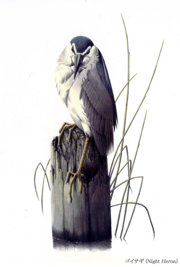 野鳥画家「木部一樹」アクリル画うそ