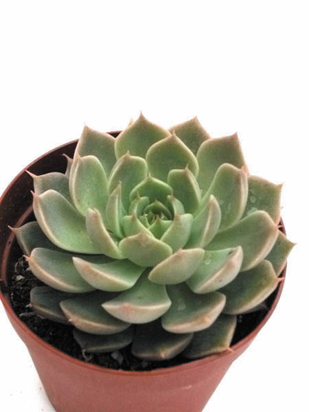 マーガレットレッピン