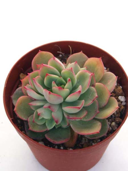 全体に大きくなる品種一覧