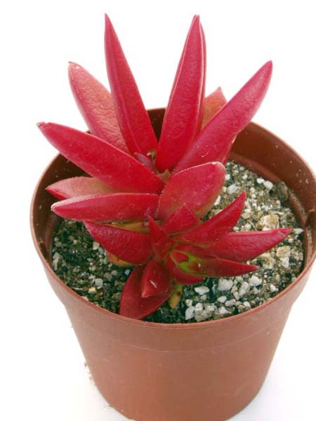 赤鬼城（あかおにじょう）