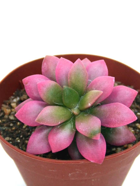 桜吹雪（さくらふぶき）