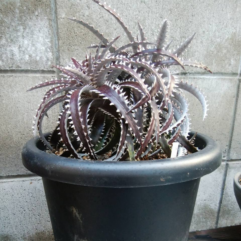 ディッキア・アリゾナ（Dyckia 'Arizona'） | Dyckia Maniax