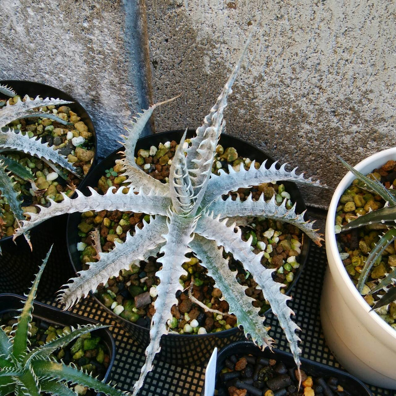ディッキア成長記録：Dyckia 'Bone' hyb. x 'Blanco'編 | Dyckia Maniax