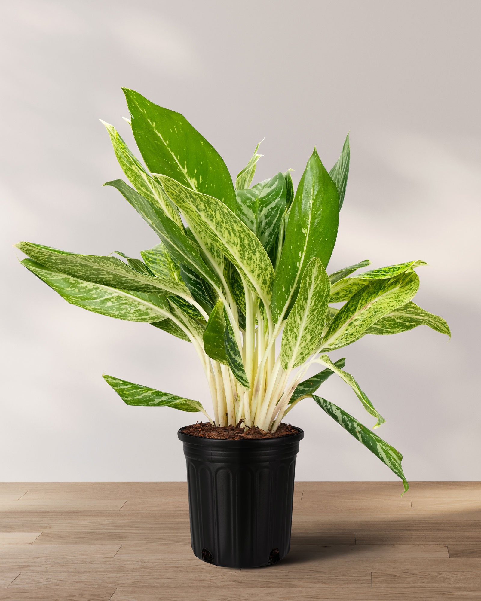Aglaonema Golden Madonna Chinese Evergreen | Eureka Farms