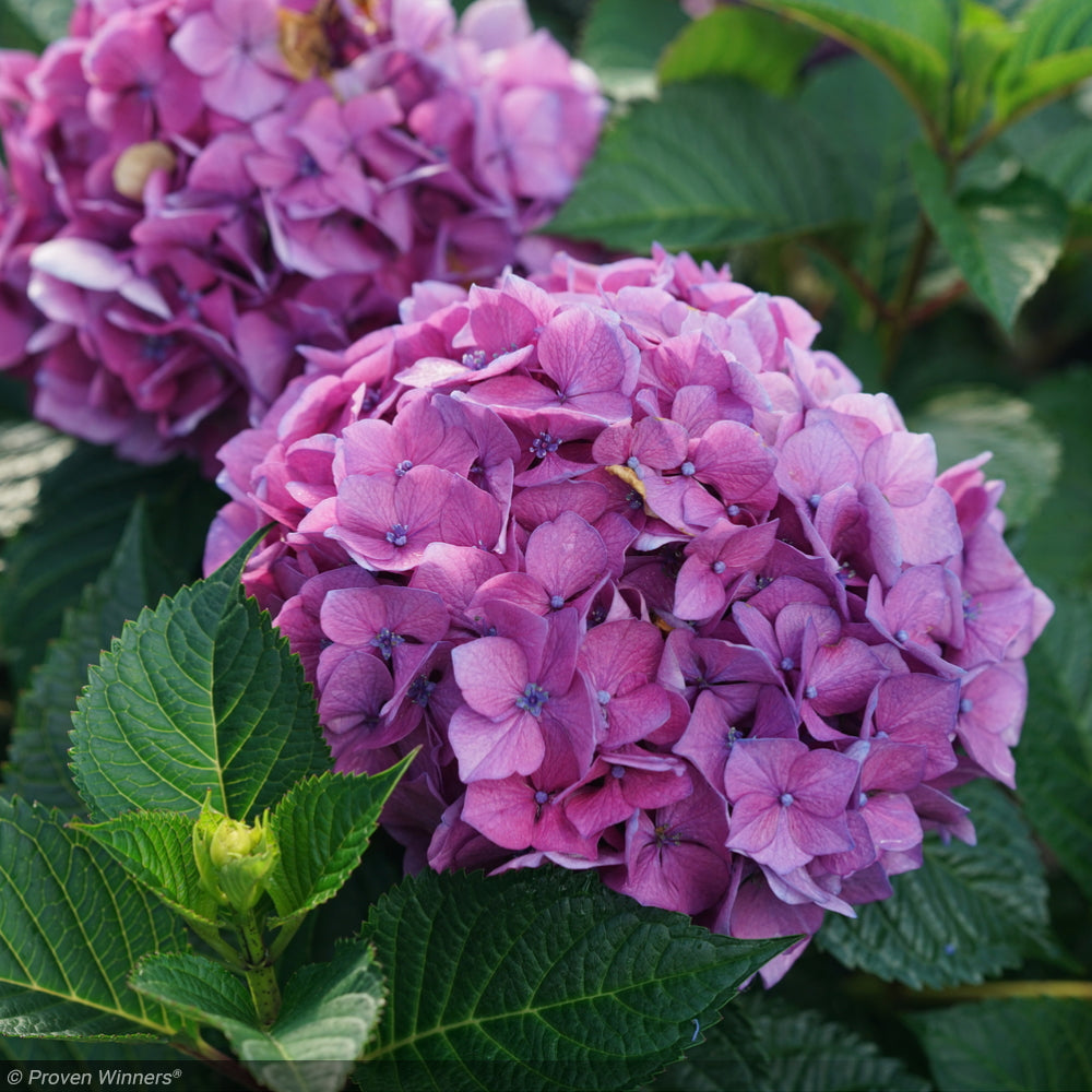 Hydrangea, Let's Dance Lovable #3 – Greenwood Creek Nursery