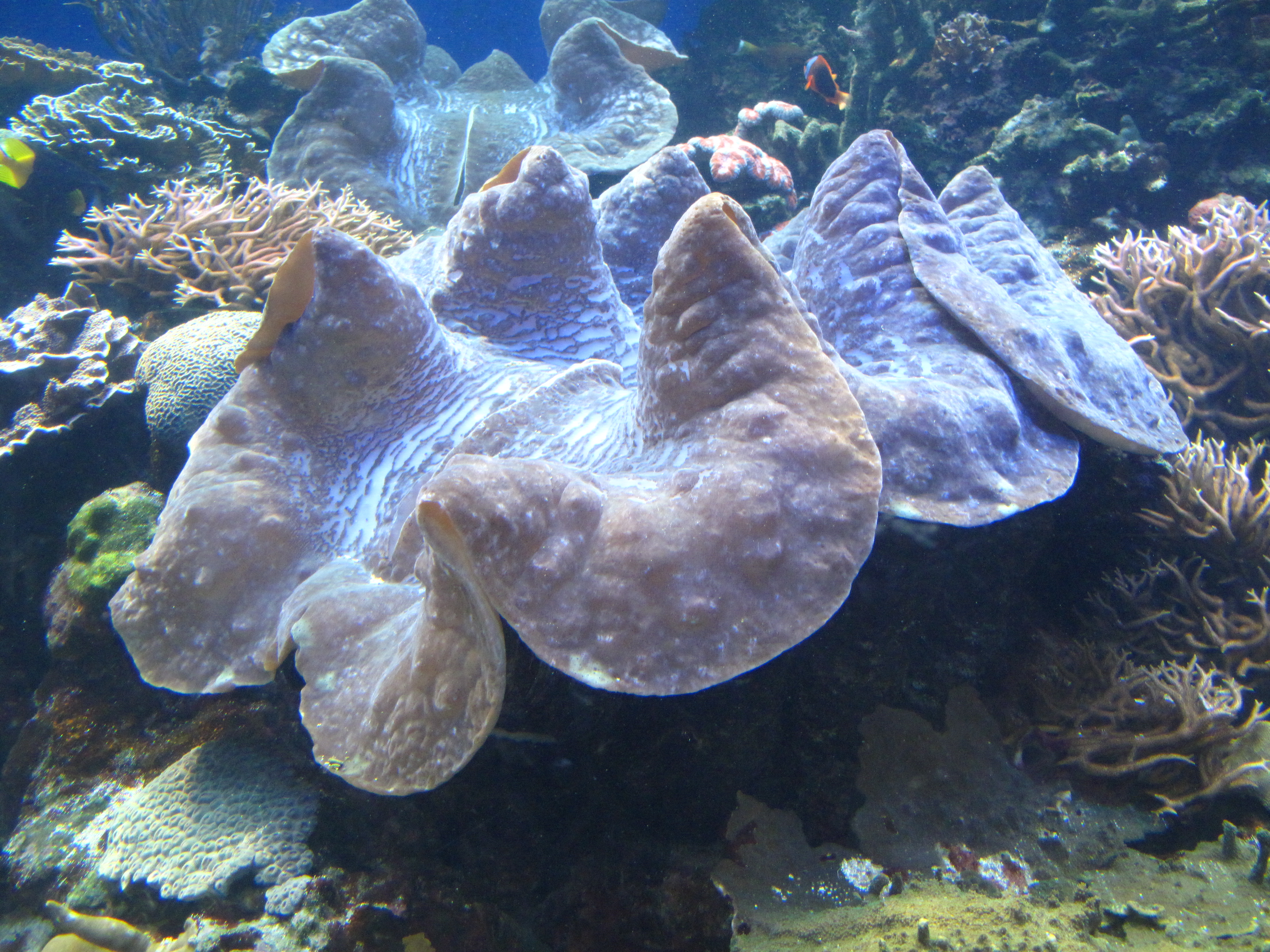 オオシャコガイの話