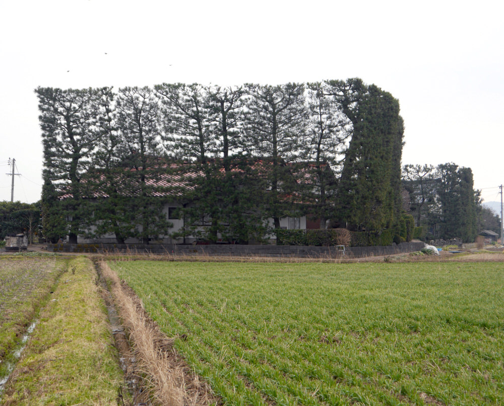 世界でも稀な景観芸術「築地松」を維持するための努力 / 1本枯れたら