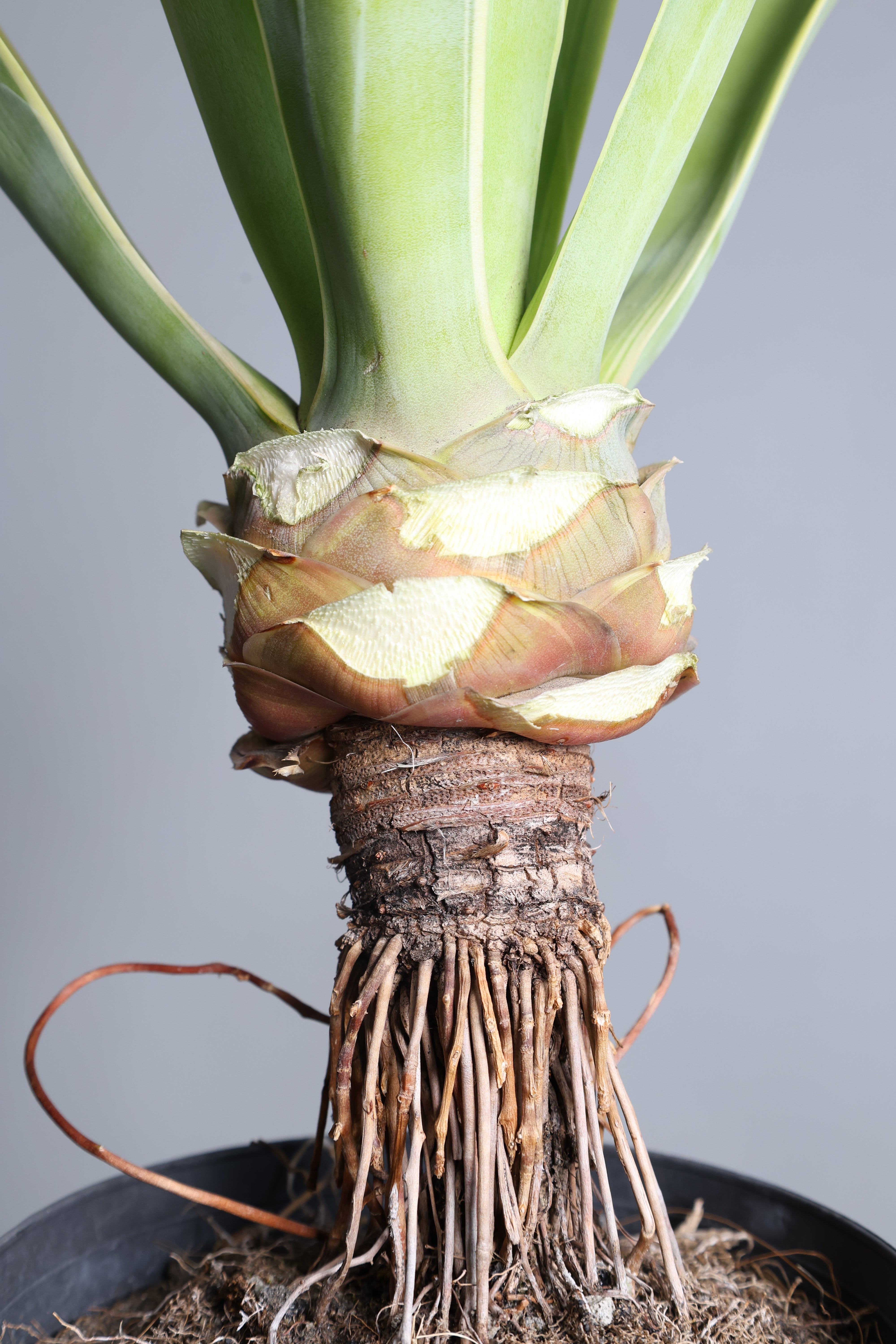 アガベ – 樹利丸 園芸店