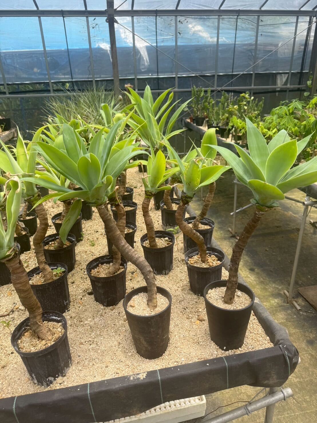 アガベ アテナータ （幹立タイプ） – LAND KNOT PLANTS