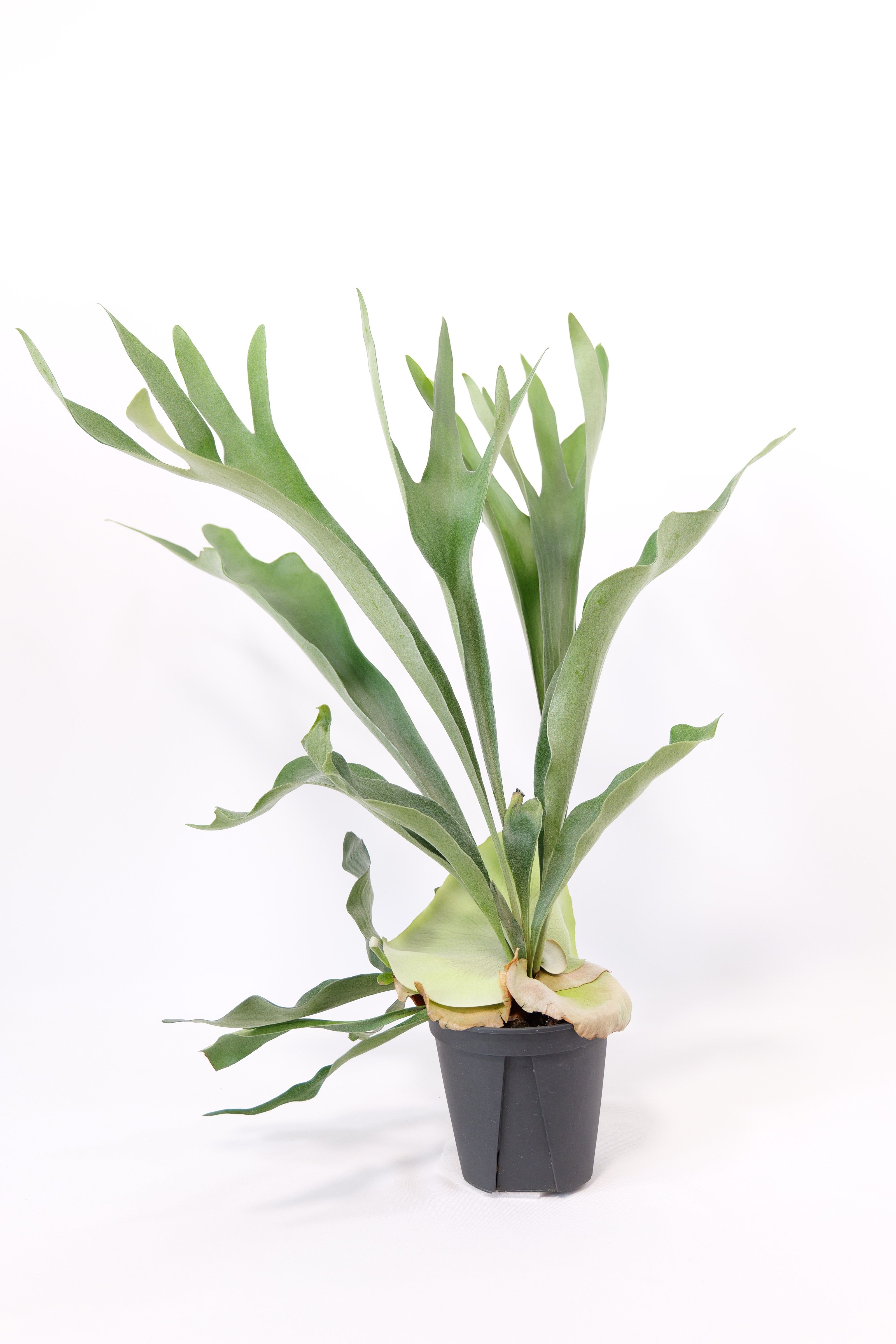 コウモリラン（ビカクシダ） ネザーランド – Little Green Planet