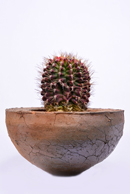 アストロフィツム 王冠瑠璃兜 | 叢 – くさむら – Qusamura