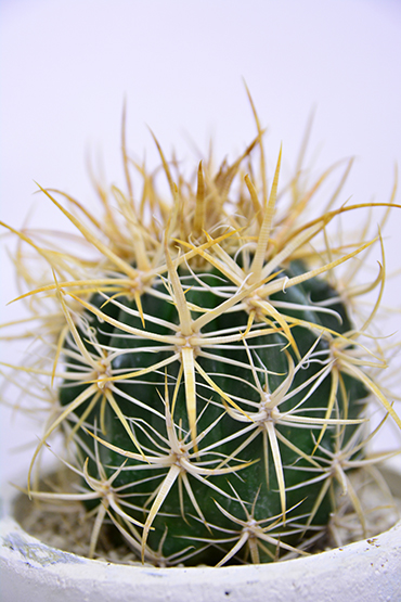 フェロカクタス 黄金冠 | 叢 – くさむら – Qusamura