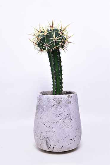 フェロカクタス 強刺文鳥丸 | 叢 – くさむら – Qusamura