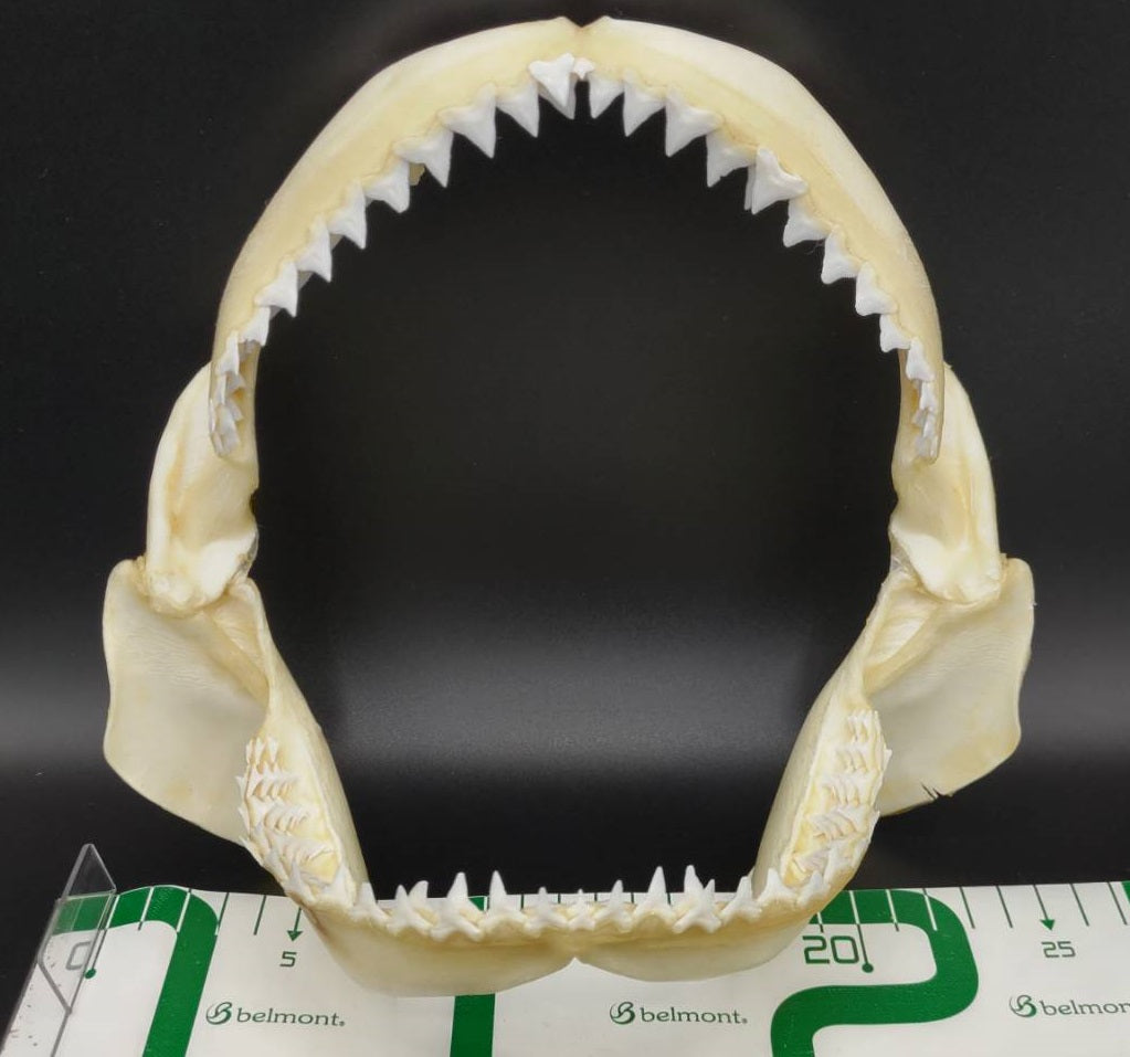 オオメジロザメ 顎標本 幅25cm [Bull Shark] Jaw specimen – RYUKYU