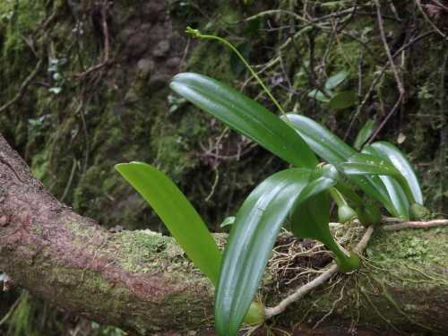 オガサワラシコウラン