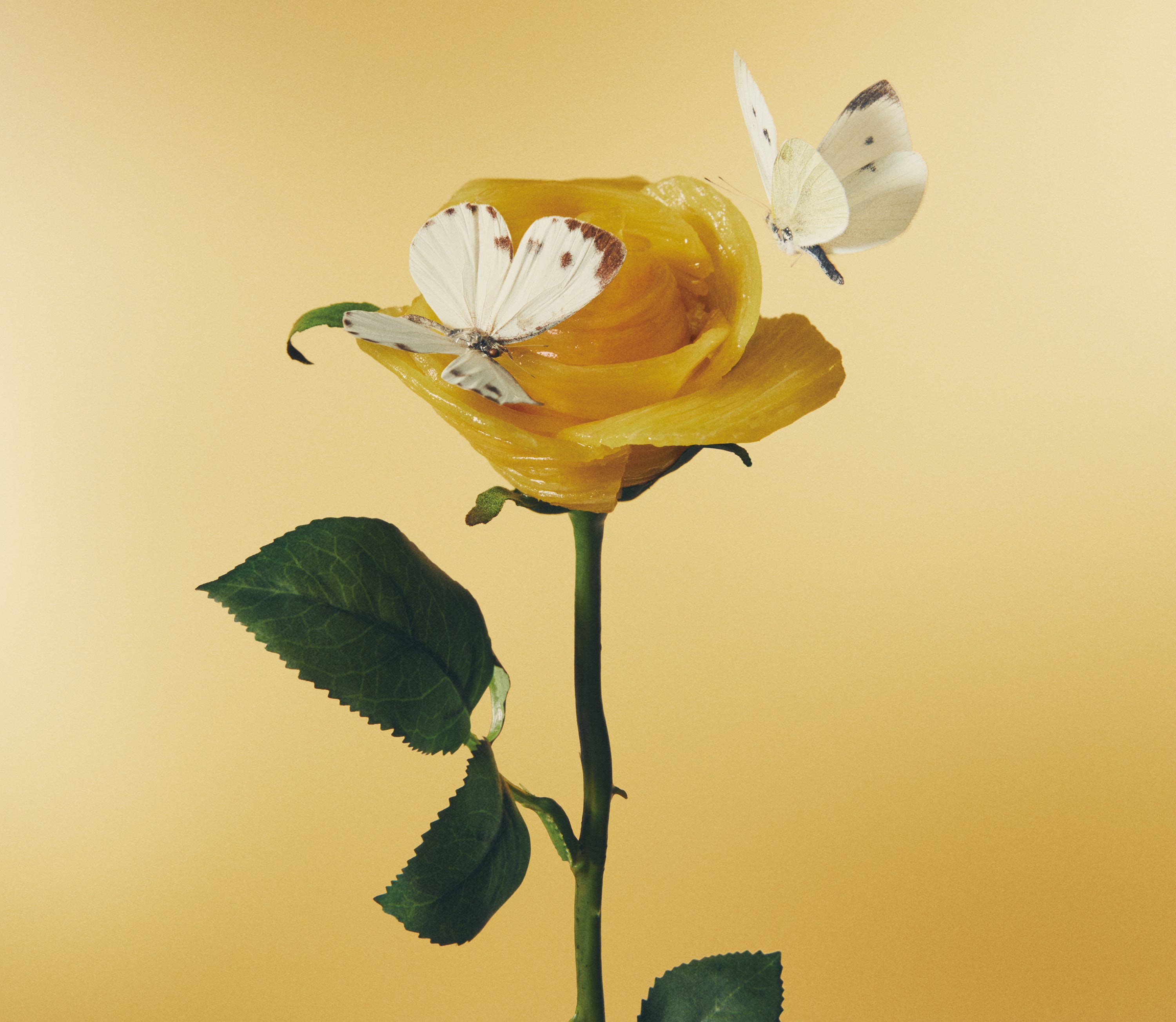 おいしいパスタがあると聞いて[初回限定盤2CD] – ワーナーミュージック