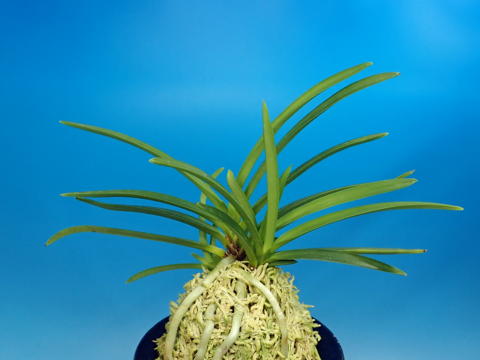 1－23 湖東錦（縞） - 野村風蘭研究室（佳風庵）