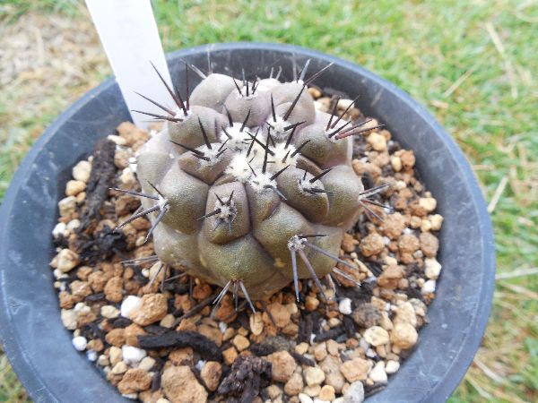 黒王丸（実生）栽培記録