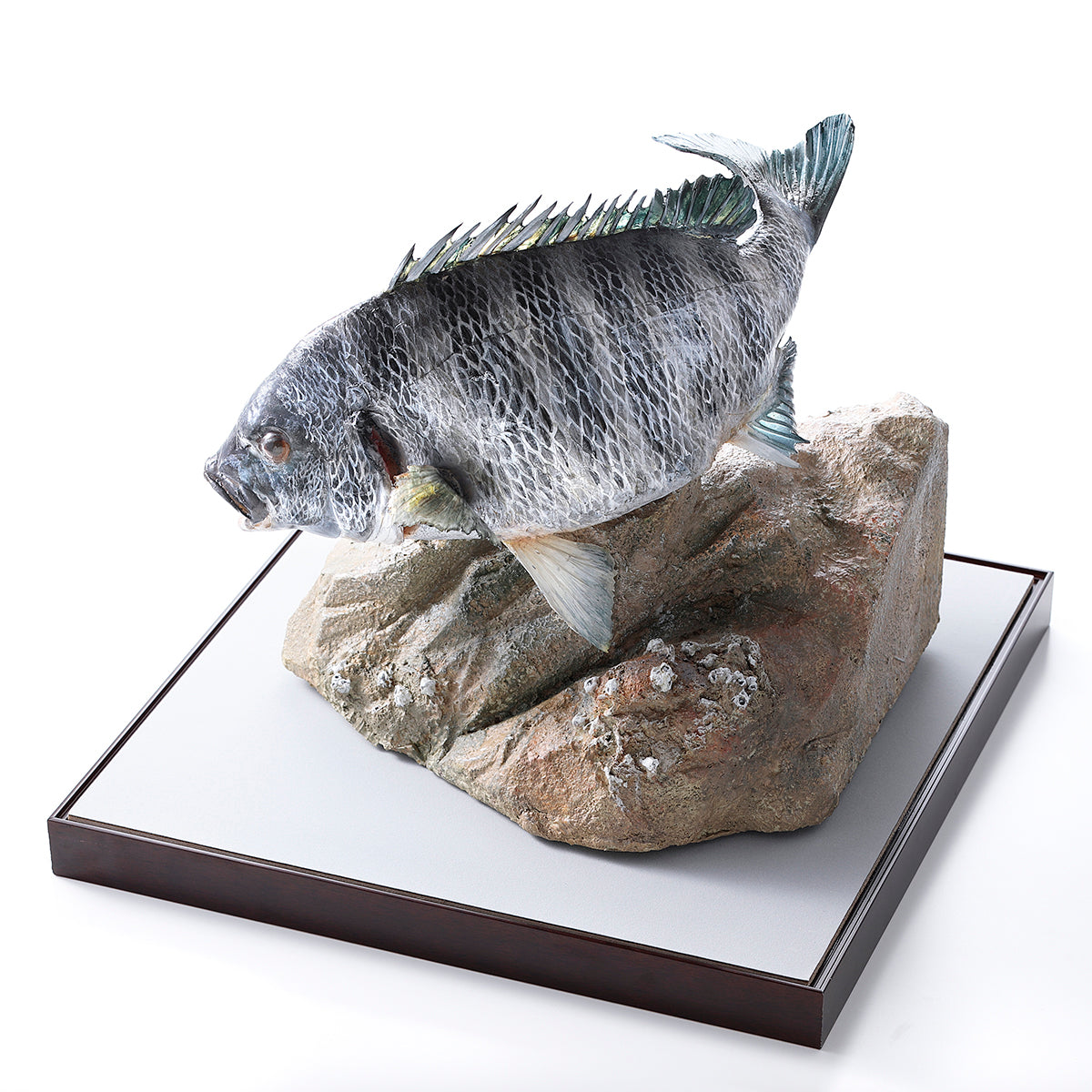 元祖食品サンプル屋｜アートプレミアム｜ハンドメイドフィッシュクロダイ