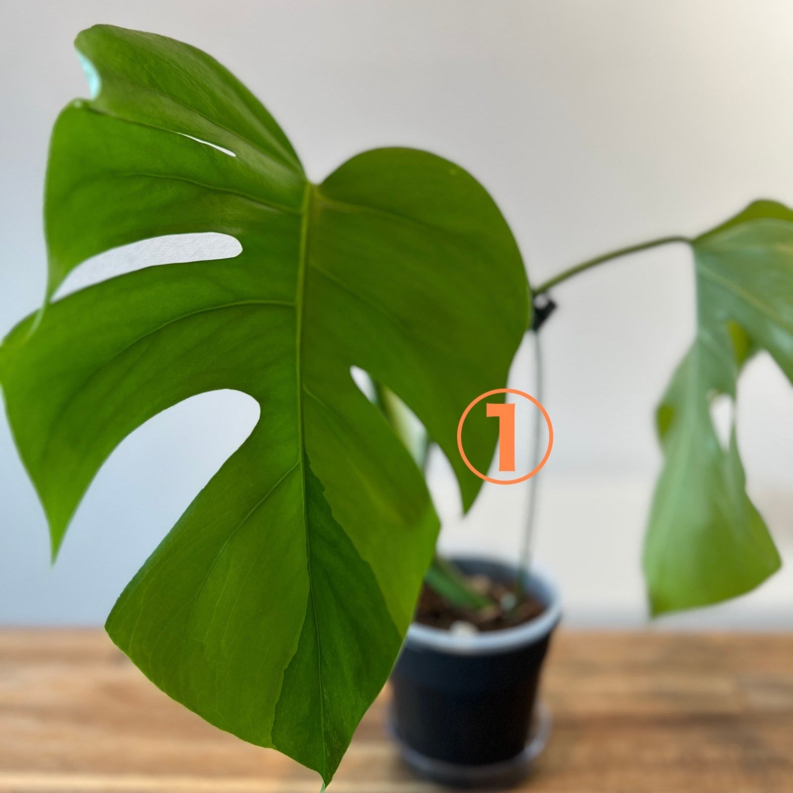 新芽予約販売】モンステラ・デリシオーサ var. ボルシギア 'グリーン