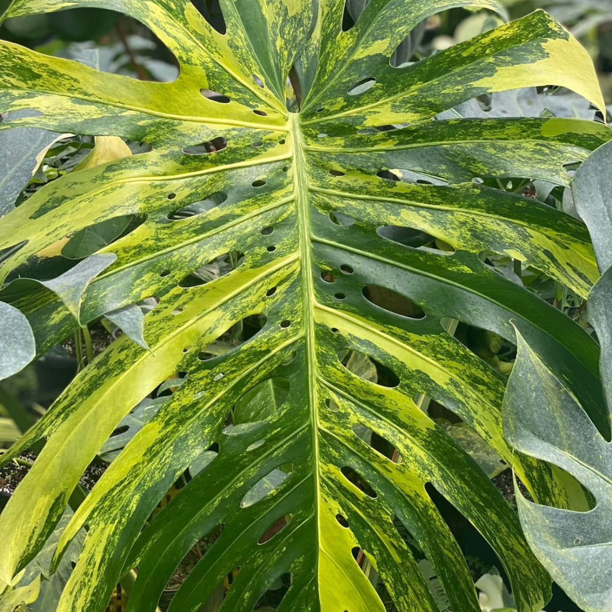 選抜株/3号サイズ】モンステラ・デリシオーサ 'イエローマリリン' 親株