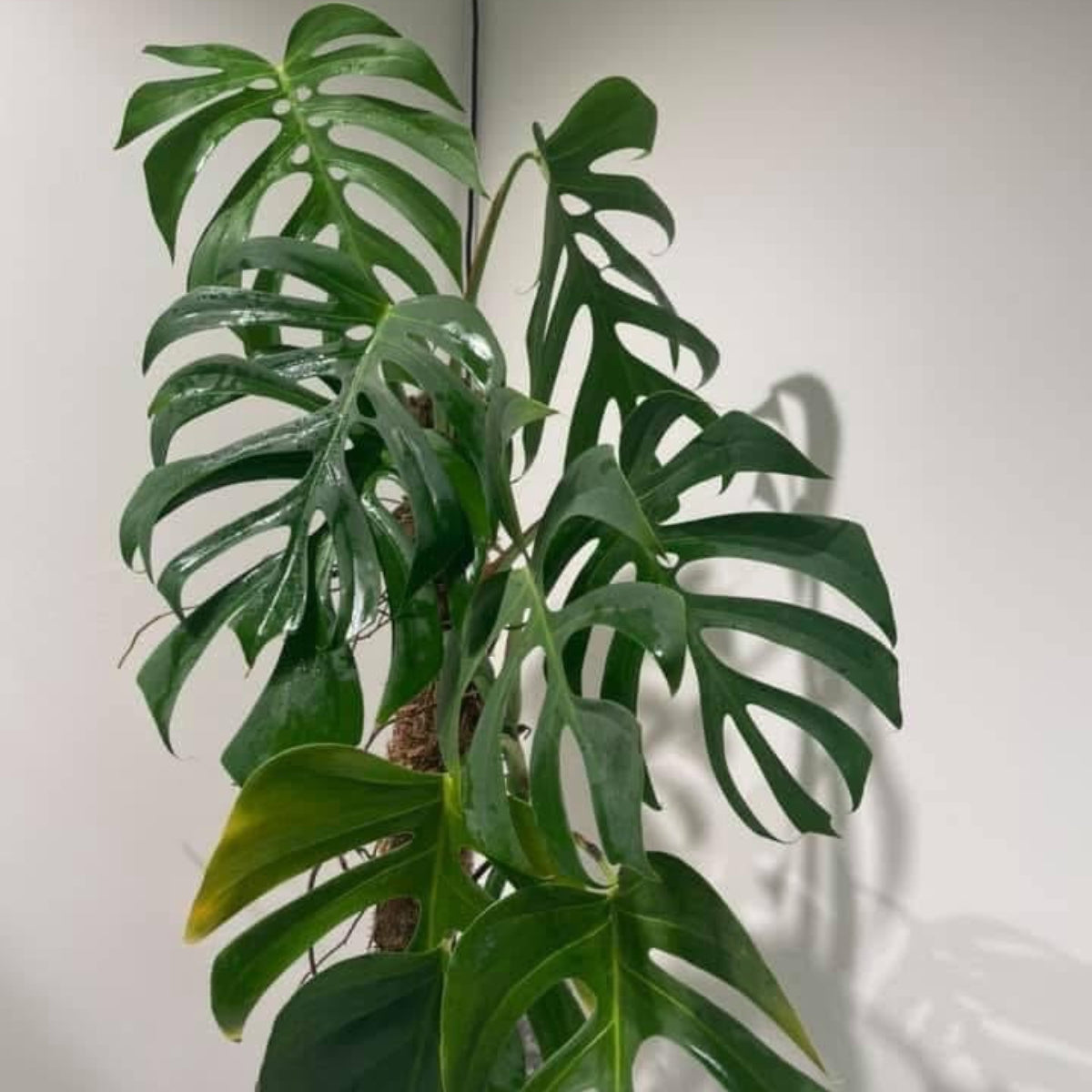 シロウト園芸選抜/希少】モンステラ・デリシオーサ var.シエラナ 2号