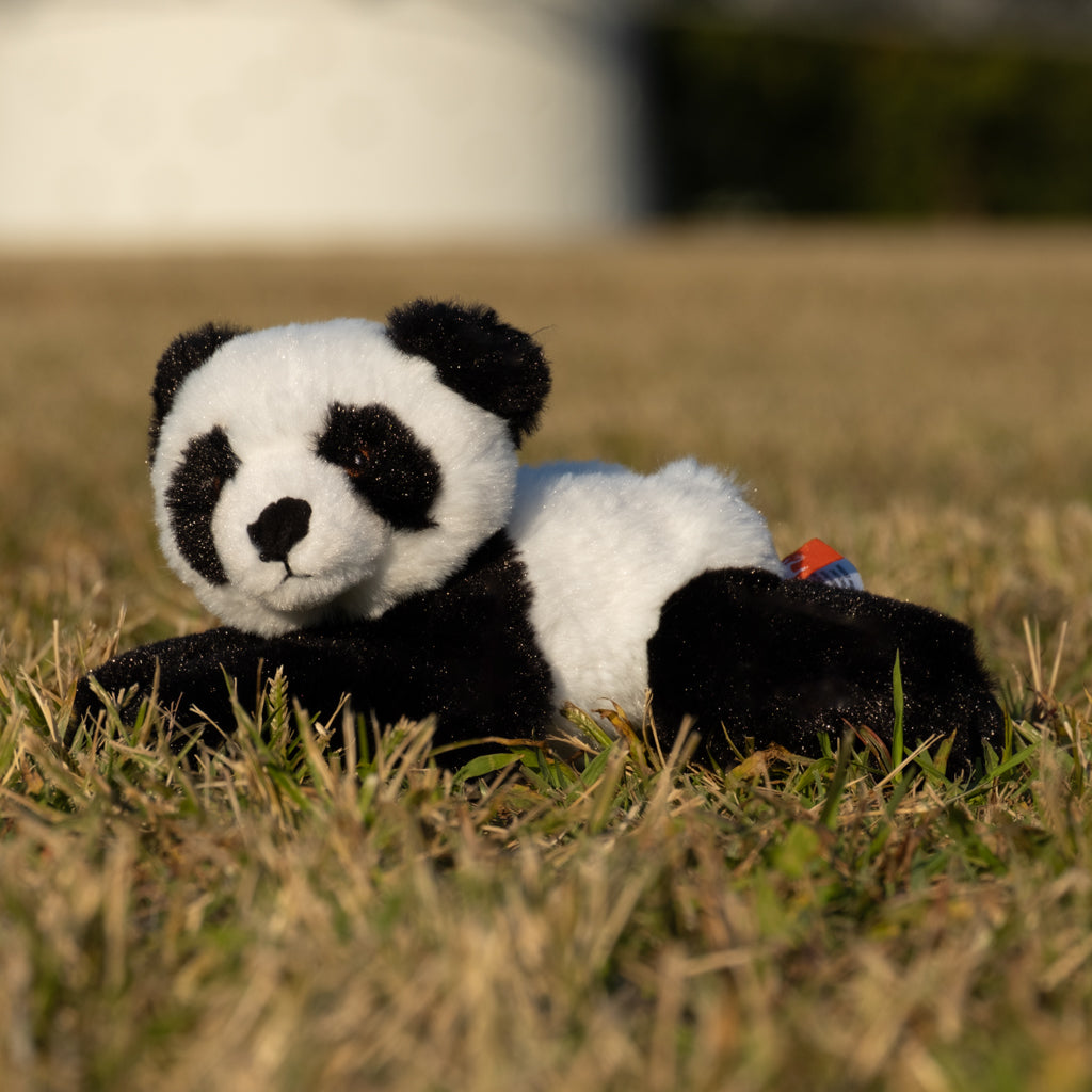 DSCF6844.jpg?v=1701130845