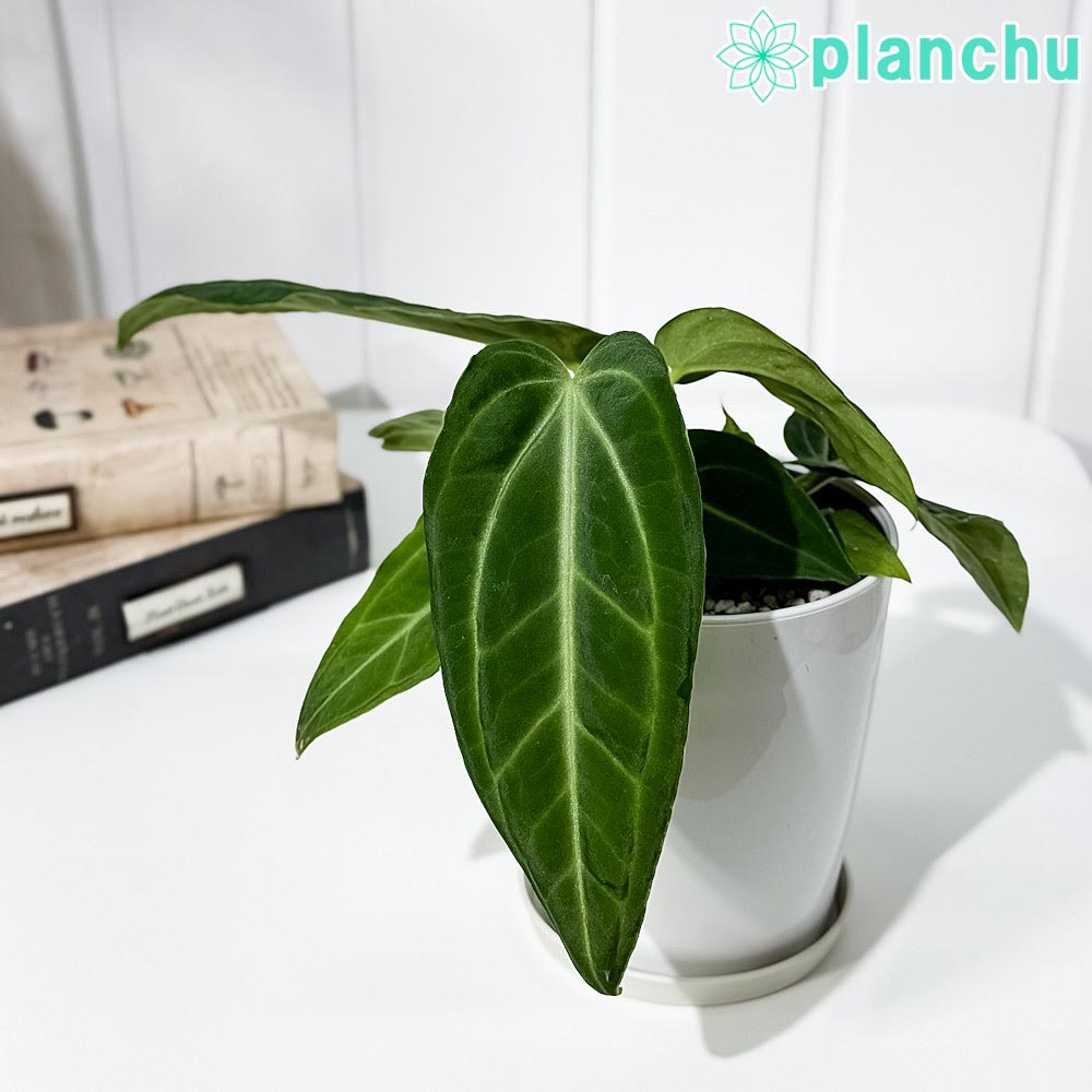 PLANCHU 観葉植物 アンスリウム ヴィレナオルム 4号鉢 受け皿付き 育て