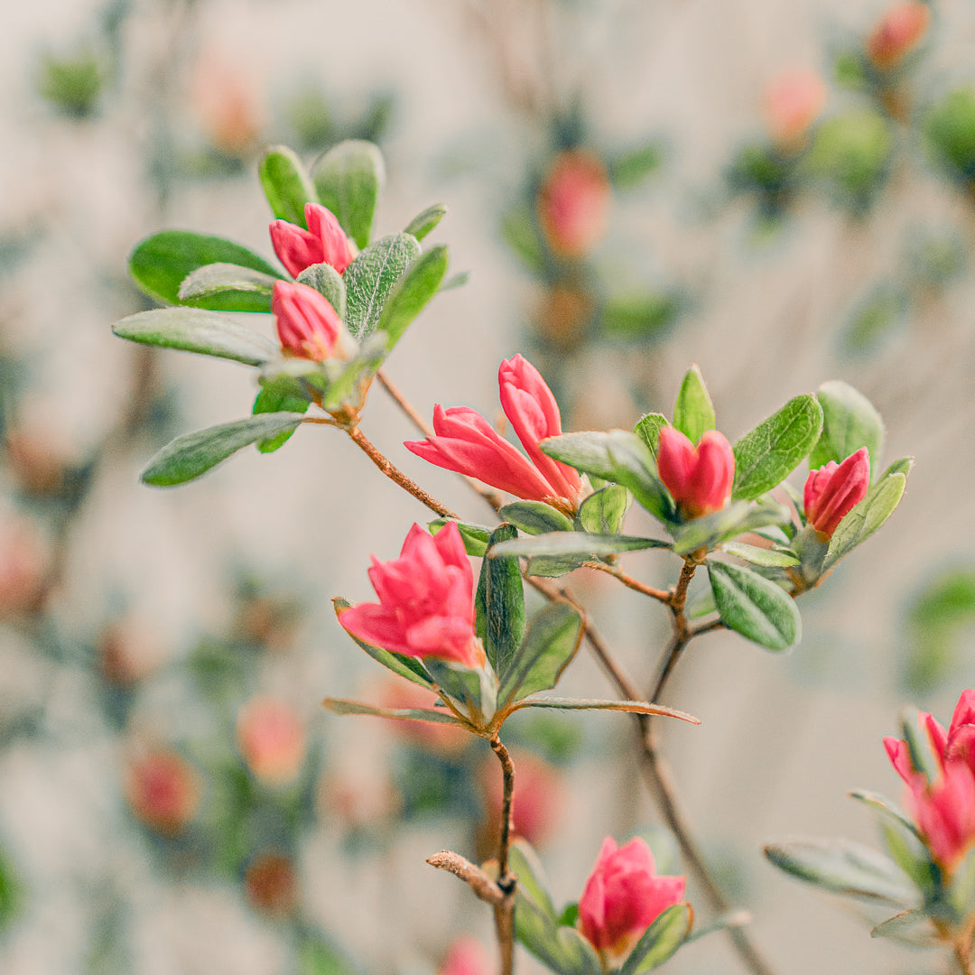 枝もの図鑑｜春】田無躑躅（タナシツツジ） - SiKiTO