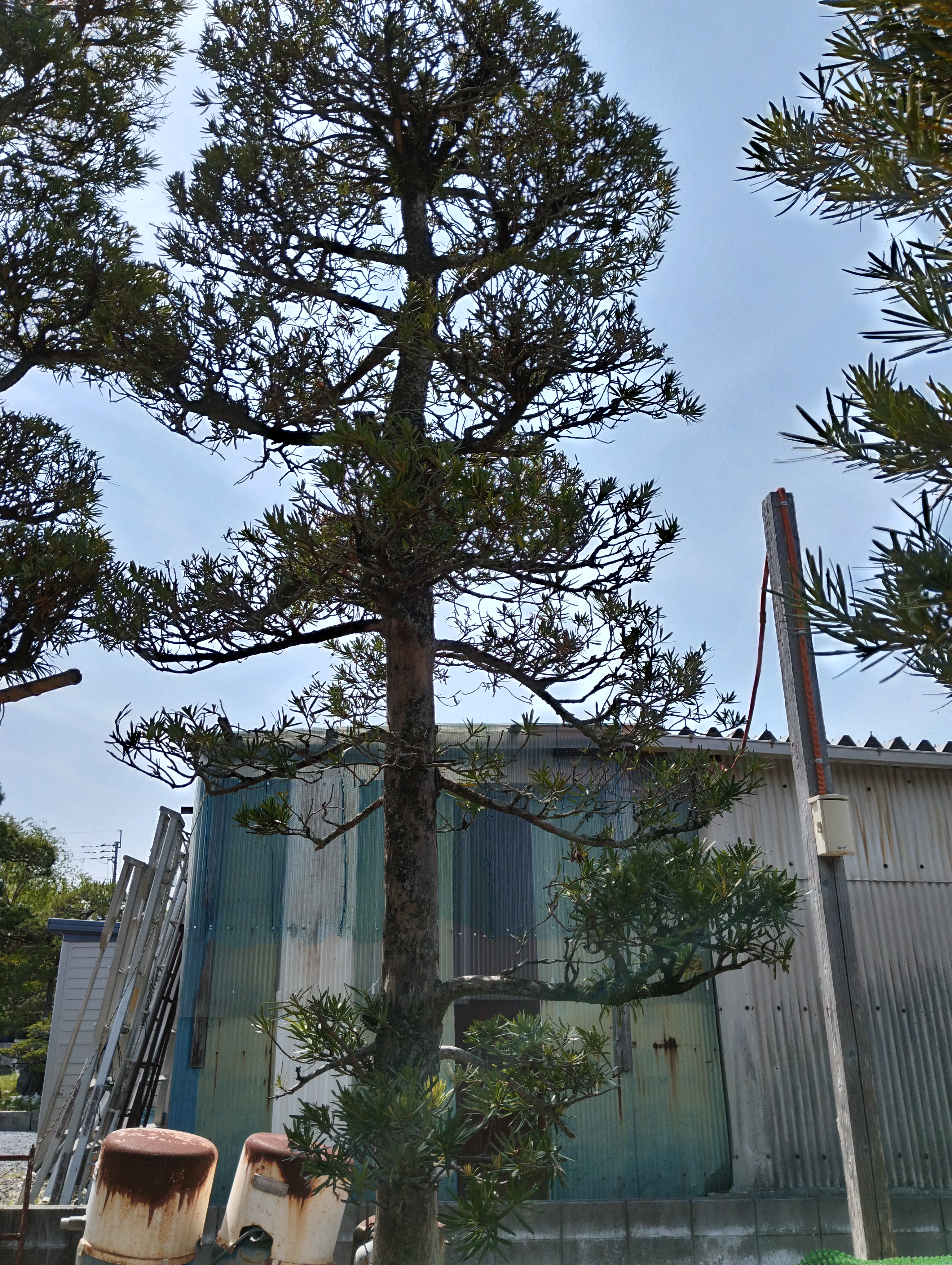 ラカンマキ | 田代造園