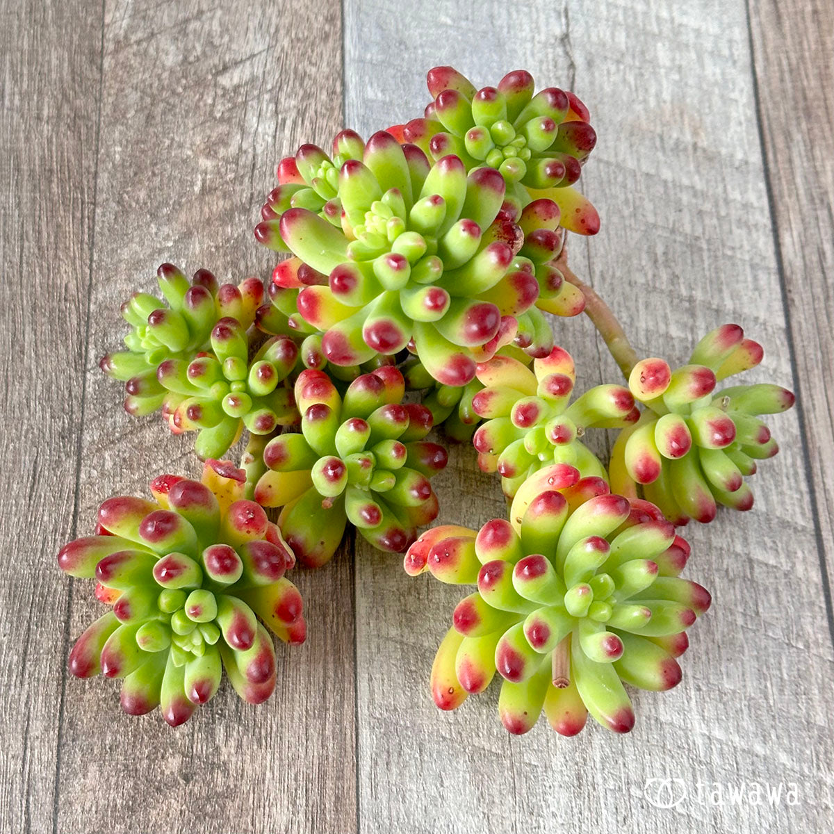 ルビーティント – 多肉植物の通販・販売サイト tawawa